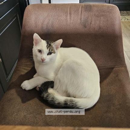 Photo 1/1 Pop Chat lost in Ceauce