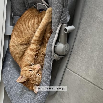 Photo 1/1 Taiko Chat lost in Chemille en anjou