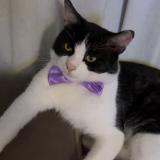 Picture of cat lost at Orleans