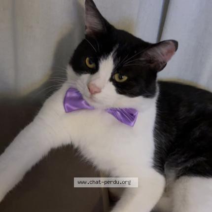 Photo 1/1 Oreo Chat lost in Orleans