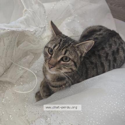 Photo 1/1 Hamza Chat lost in Lerouville