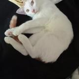 Picture of cat lost at Gennes Val De Loire