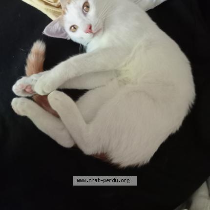 Photo 1/1 lenny Chat lost in Gennes val de loire