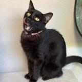 Picture of cat lost at Noumea