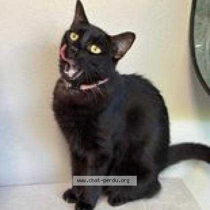 Photo 1/1 Frisquette Chat lost in Noumea