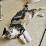 Picture of cat lost at Pully