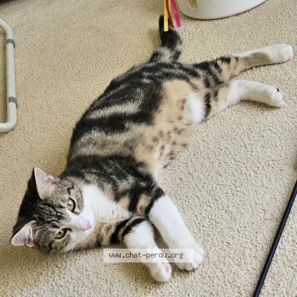 Photo 1/1 Nusha Chat lost in Pully