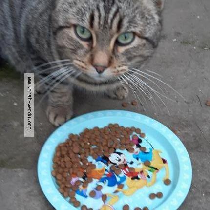 Photo 2/3 Found cat Found in Aubert