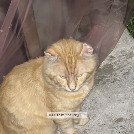 Photo 1/1 Scar Chat lost in Toronto