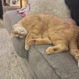 Picture of cat lost at Okc