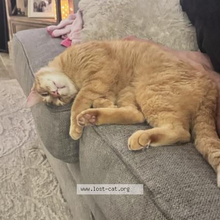 Photo 1/1 Arthur Chat lost in Okc