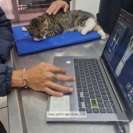 Photo 1/1 Found cat Found in Ciudad de mexico