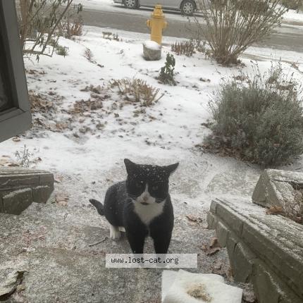 Photo 1/1 Found cat Found in Toronto
