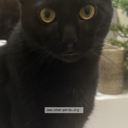 Photo 1/1 Boubou Chat lost in Pouzolles