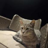 Picture of cat lost at Pruniers En Sologne