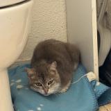 Picture of cat found at Clermont Ferrand