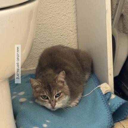 Photo 1/1 Found cat Found in Clermont ferrand