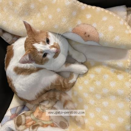 Photo 1/1 Ulises Chat lost in Malaga