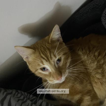 Photo 1/1 Mich-Mich Chat lost in Stains