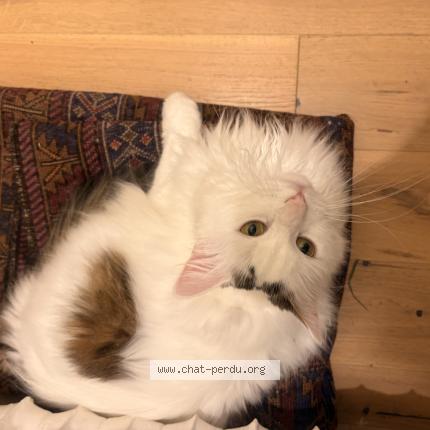 Photo 1/1 Pop corn Chat lost in Palaiseau