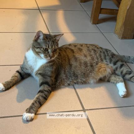 Photo 1/1 Pierrick Bourgaud Chat lost in Latrecey