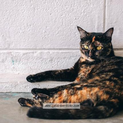 Photo 1/1 Lokilla Chat lost in Alicante