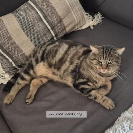 Photo 1/1 Popi Chat lost in Sainte genevieve des bois