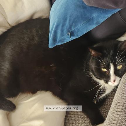 Photo 1/1 Rio Chat lost in Pelousey