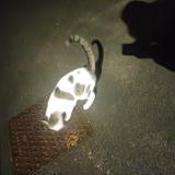 Picture of cat found at Fretin