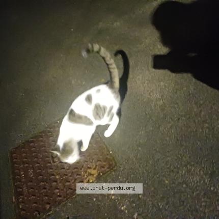 Photo 1/1 Found cat Found in Fretin