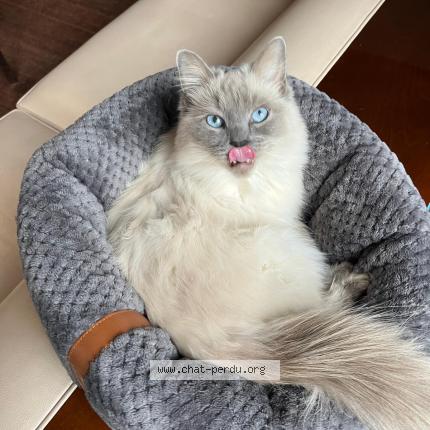 Photo 1/1 Charlie Chat lost in Lambersart