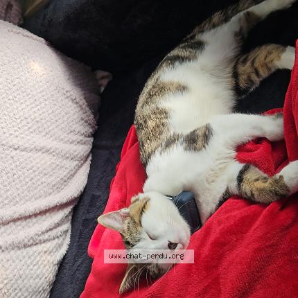 Photo 1/1 Arlow Chat lost in Villieu loyes mollon