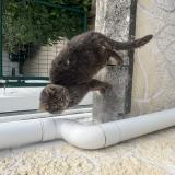 Picture of cat found at Coulogne