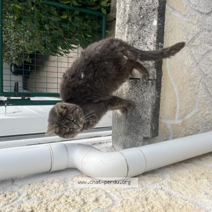 Photo 1/1 Found cat Found in Coulogne