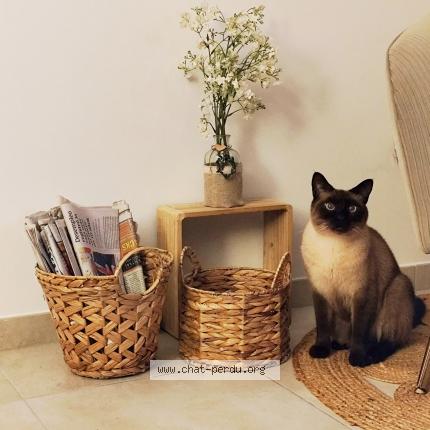 Photo 1/1 Peanut Chat lost in Saujon