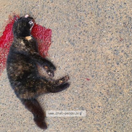 Photo 1/1 Found cat Found in Famechon