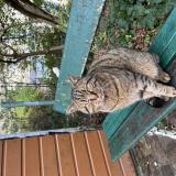 Picture of cat found at Paris