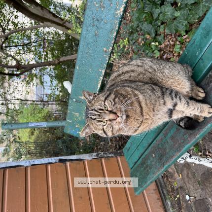 Photo 1/1 Found cat Found in Paris