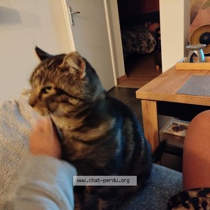 Photo 1/1 Maiko Chat lost in Lorette