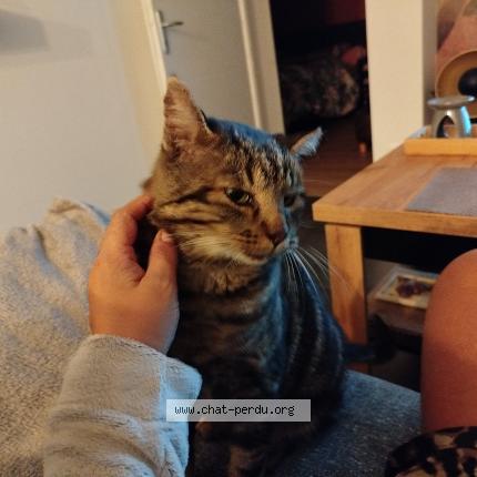 Photo 1/1 Maiko Chat lost in La grand croix