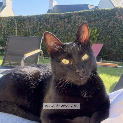 Photo 1/1 Cléo Chat lost in Pleguien