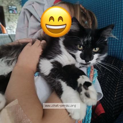 Photo 1/1 Peluche Chat lost in Pleurtuit