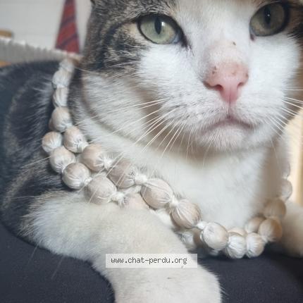 Photo 1/1 Loulou Chat lost in Vic fezensac