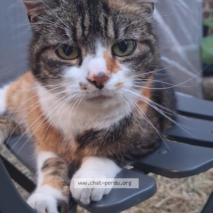 Foto 1/1 Kat teruggevonden Vermist in Brussels