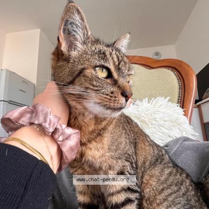 Photo 1/1 Timine Chat lost in Saintes