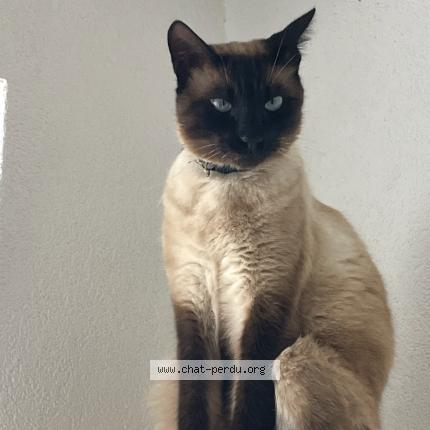 Photo 1/1 Cryo Chat lost in Chatonnaye