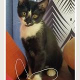 Picture of cat lost at Avord