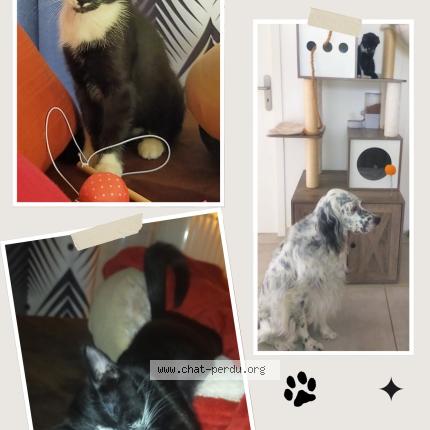 Photo 1/1 ALOHA Chat lost in Avord