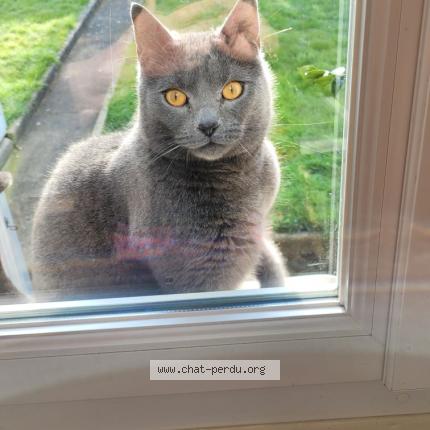 Photo 1/1 Tokyo Chat lost in Harfleur