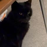 Picture of cat found at Marseille